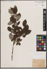 Foto von Salix caprea L.